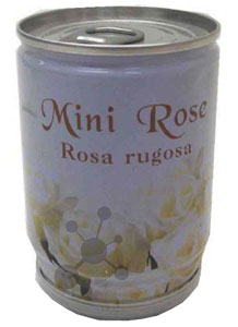 Mini-Rose aus der Dose